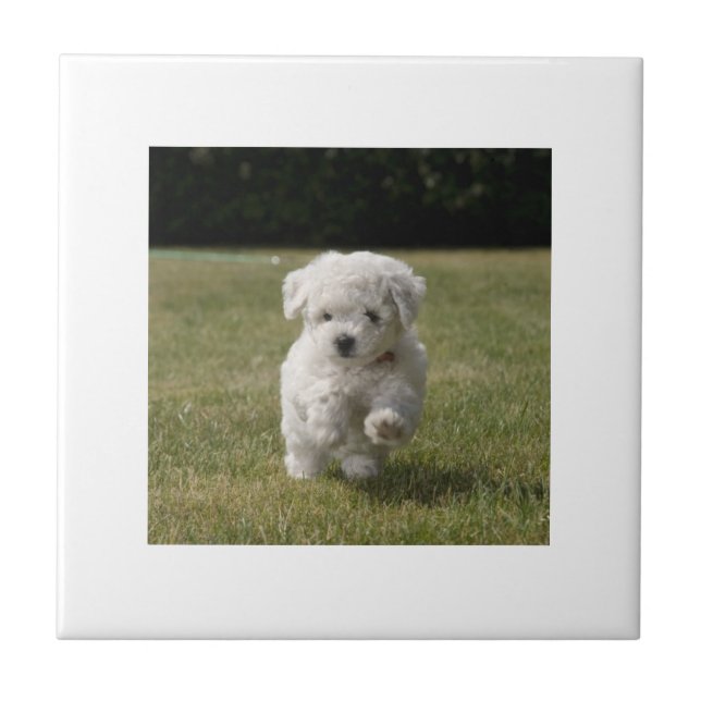 Bichon Frise Puppy Tile (Front)
