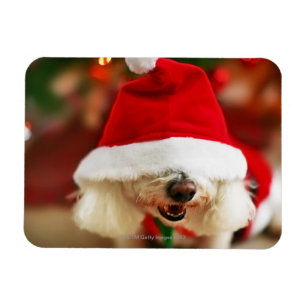 Bichon Frise puppy wearing Santa costume Magnet