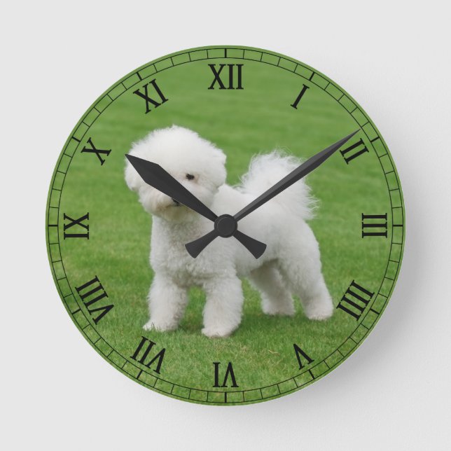 Bichon Frise Round Clock (Front)