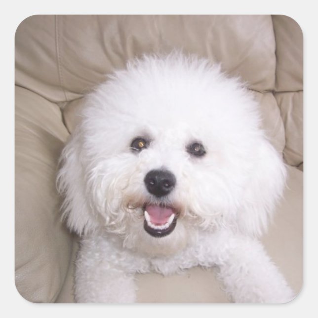 Bichon Frise Square Sticker (Front)