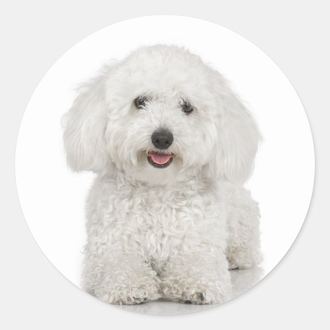 Bichon Frise Sticker (Front)