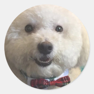 Bichon Frise - Sticker