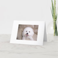 Bichon Frise