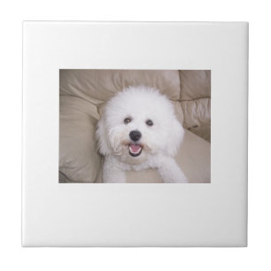 Bichon Frise Tile