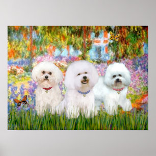 Bichon Frise Trio - Garden (VG) Poster
