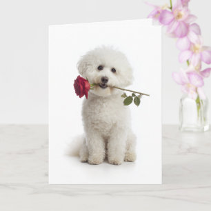 Bichon Frise Valentine – Sweet Devotion Card
