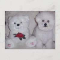 Bichon frise with white teddy bear.