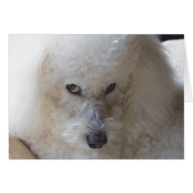 Bichon, guilty - Note Card (Front Horizontal)