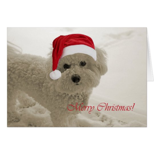 Bichon Merry Christmas Card