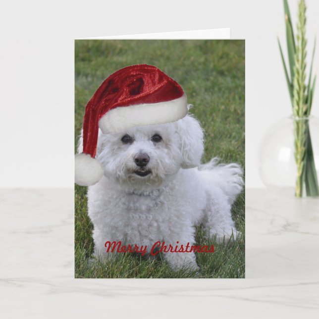 Bichon Merry Christmas Holiday Card (Front)