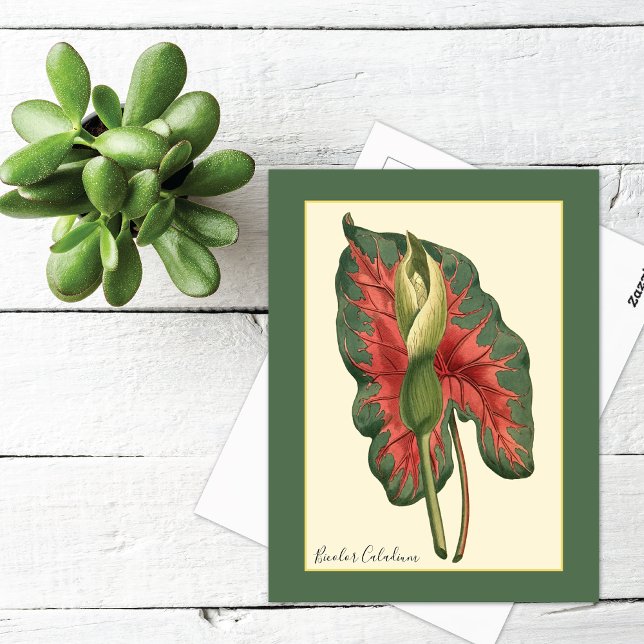 Bicolor Caladium Plant Postcard (Creator Uploaded)