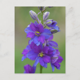 Bicolor Larkspur Postcard