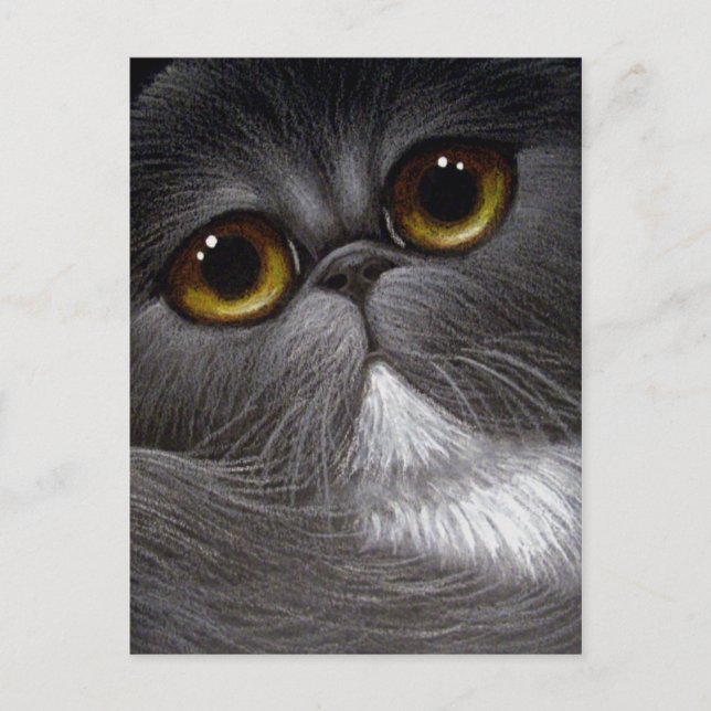 BICOLOR PERSIAN CAT Postcard (Front)