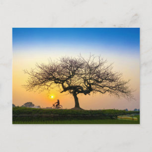 Bicycle Sunset Ride Under Bare Tree Postcard