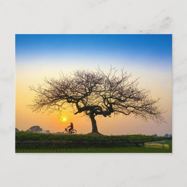 Bicycle Sunset Ride Under Bare Tree Postcard (Front)