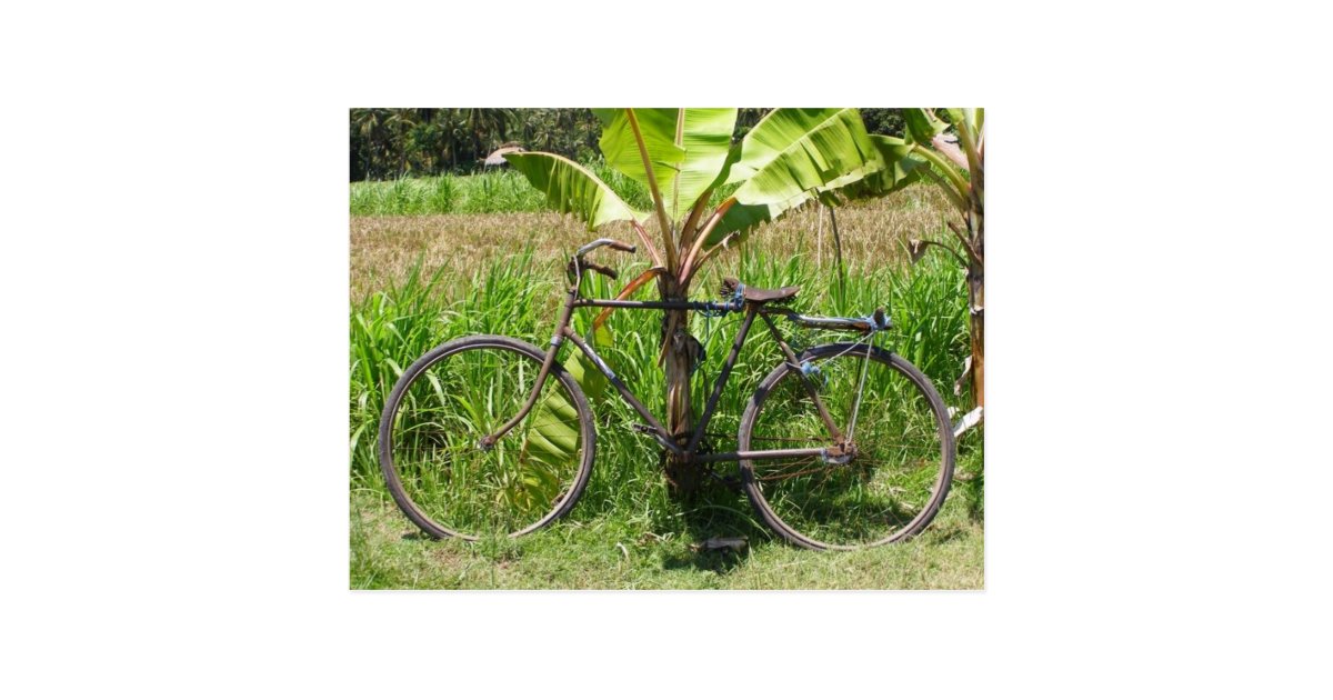 bicycle_under_banana_tree_postcard r4d8651ea0c03455da774ff8a459ca83f_vgbaq_8byvr_630