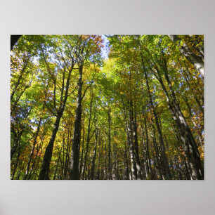 Bieszczady forest poster