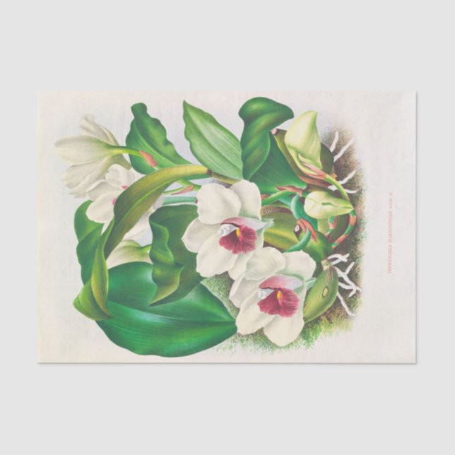 Bifrenaria Harrisoniae (Orchid) by Jean Linden Tissue Paper (Front)