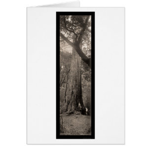 Big Basin Redwood Tree Photo 1907