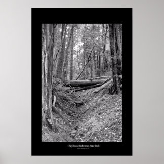 Big Basin Redwoods State Park Poster