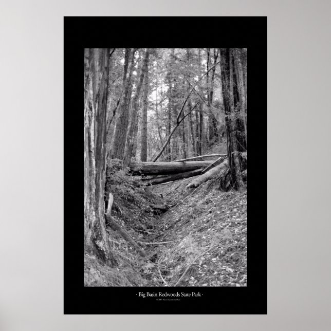 Big Basin Redwoods State Park Poster (Front)