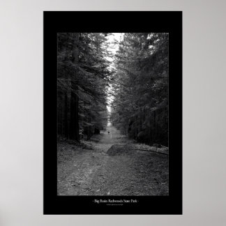Big Basin Redwoods State Park Poster