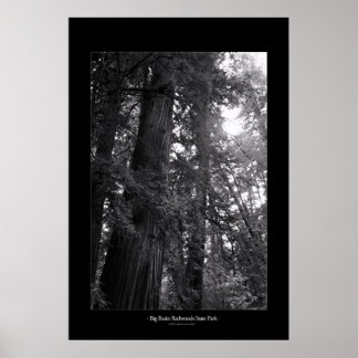 Big Basin Redwoods State Park Poster