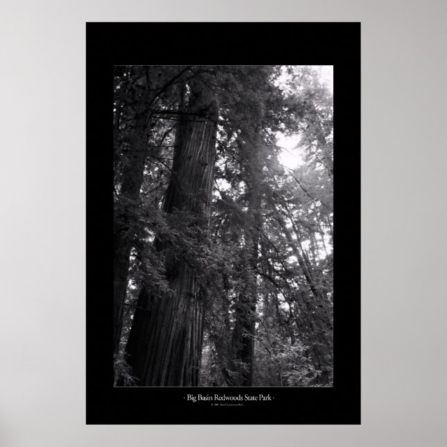 Big Basin Redwoods State Park Poster (Front)