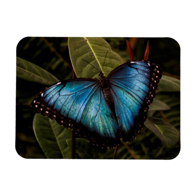 Big, beautiful, blue butterfly magnet (Horizontal)
