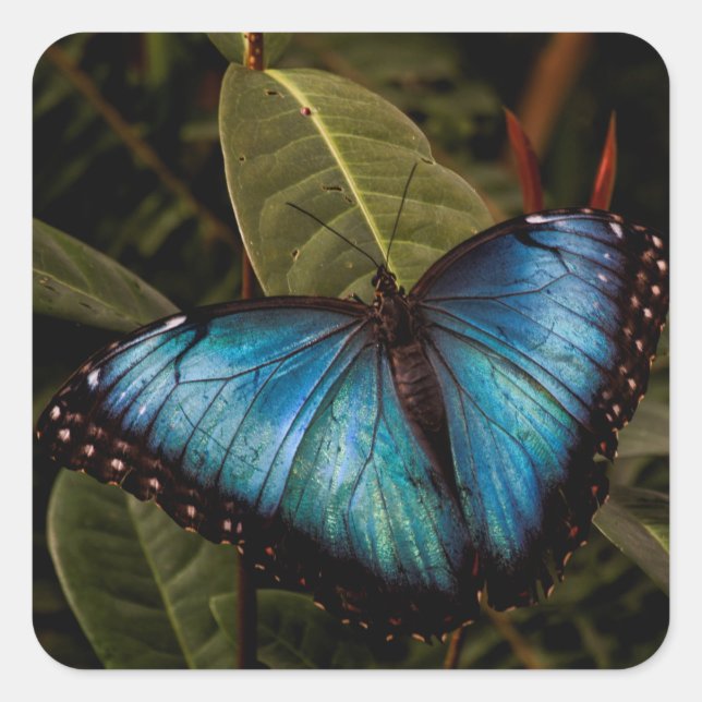 Big, beautiful, blue butterfly square sticker (Front)