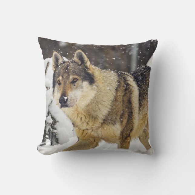 Big Beautiful Grey Wild Wolf in snow Cushion (Front)