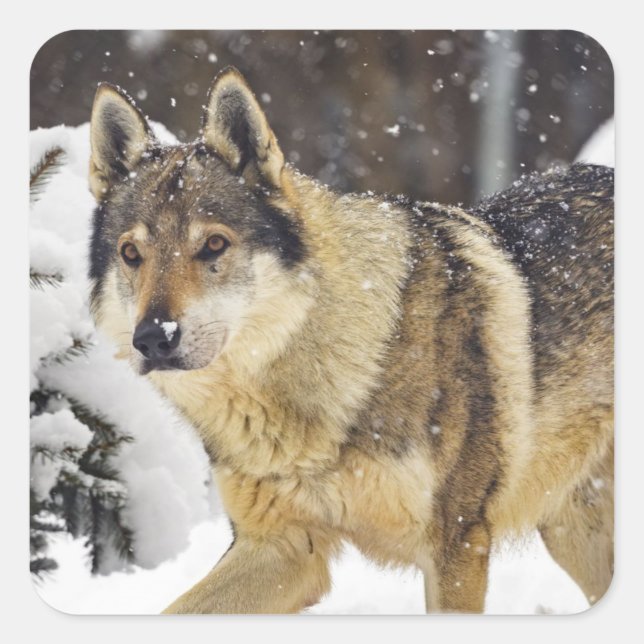 Big Beautiful Grey Wild Wolf in snow Square Sticker (Front)