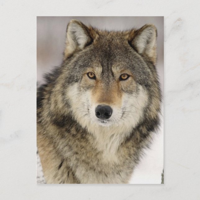 Big Beautiful Grey Wolf in the wild Postcard (Front)
