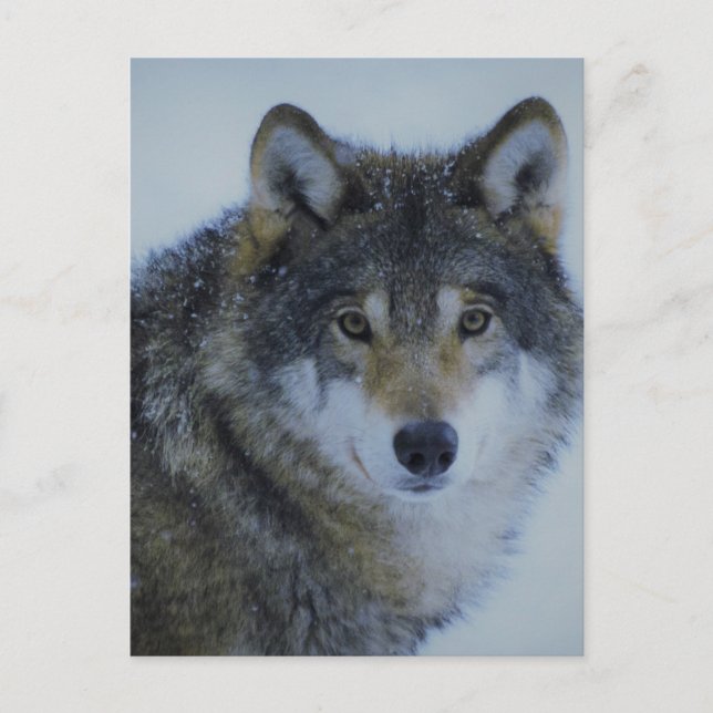 Big Beautiful Grey Wolf in the wild Postcard (Front)