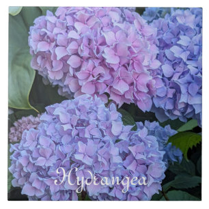 Big Beautiful Hydrangea Blooms Floral Ceramic Tile