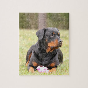 Big Beautiful Rottweiler Jigsaw Puzzle