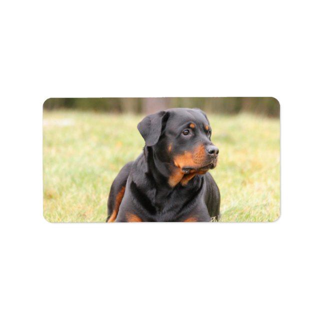 Big Beautiful Rottweiler Label (Front)