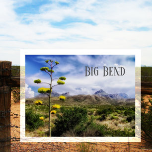 Big Bend Landscape, Century Plant Blossom, TX Postcard