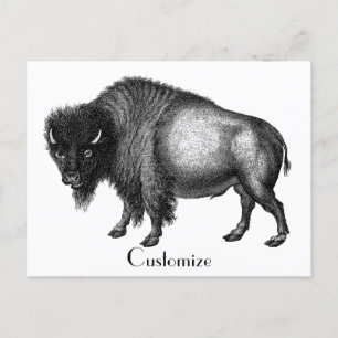 Big Bison Buffalo Thunder_Cove Postcard