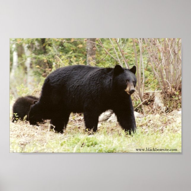 big black bear poster (Front)