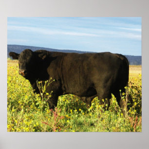 Big Black Bull in Sunflowers - Toro - Taurus Poster