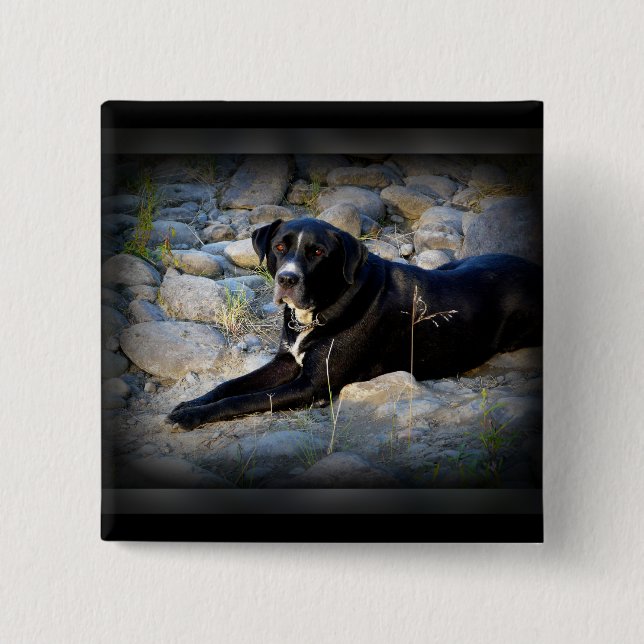 Big Black Pitbull Lab Cross 15 Cm Square Badge (Front)