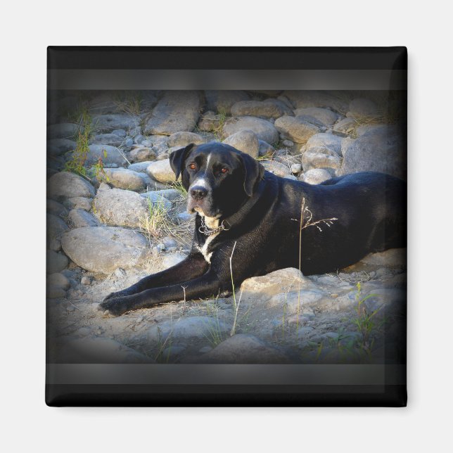 Big Black Pitbull Lab Cross Magnet (Front)