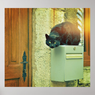 Big black street cat jumped on house post box poster