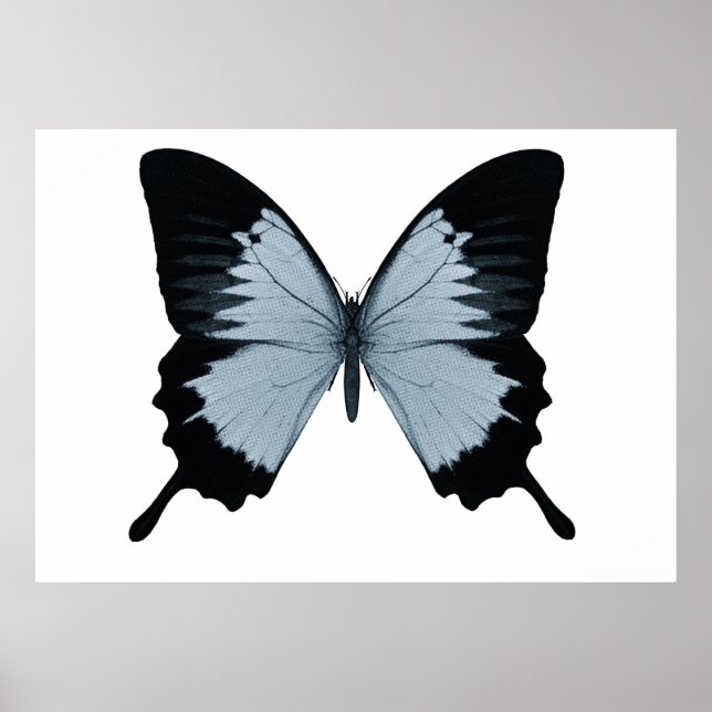 Big Blue & Black Butterfly Poster (Front)