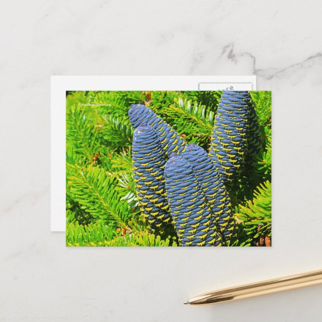 Big Blue Korean Fir Cones Postcard (Front/Back In Situ)
