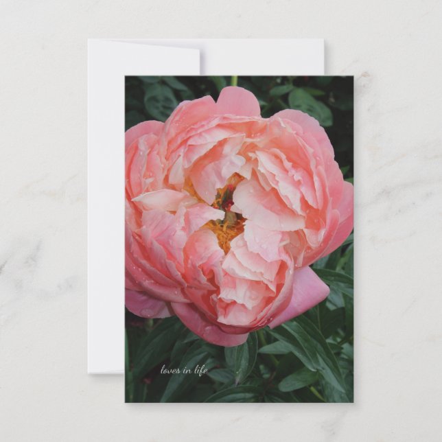 Big Bold Pink Peony Card (Front)