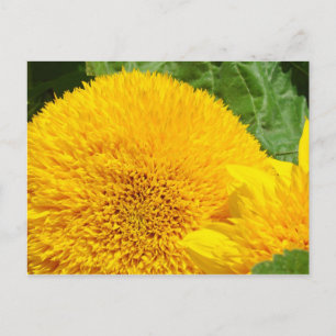 Big Bright Yellow Sunflower postcards custom