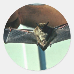Big Brown Bat Classic Round Sticker