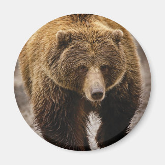 big brown bear magnet